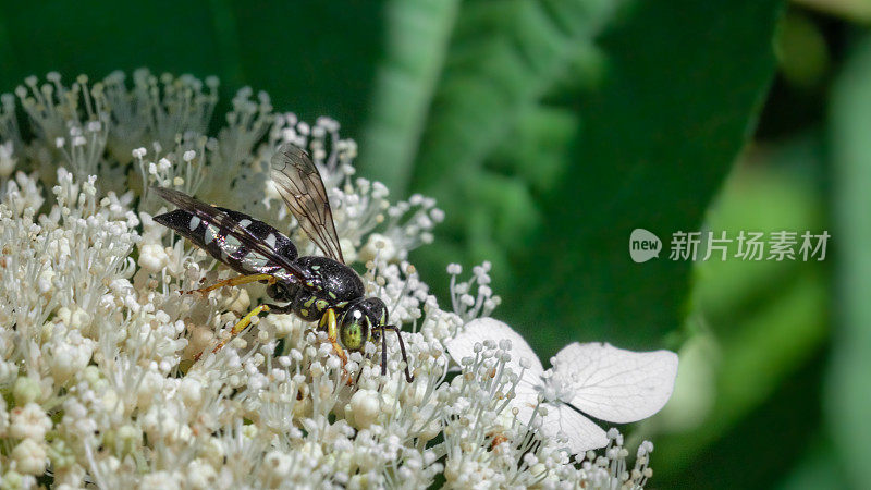 四带蝽猎蜂，(双环quadrifasciatus)，沙蜂蟹科，群集山薄荷，Pycnanthème mutique。